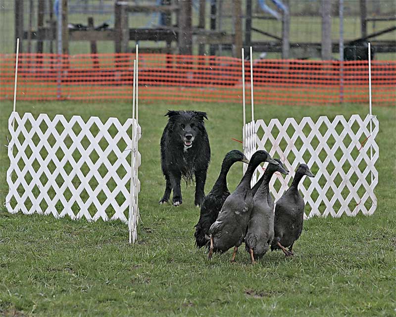 video of Advanced Duck Run - A course