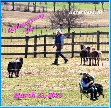 Turkey Run Australian Shepherds - Rubble