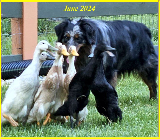 Turkey Run Australian Shepherds - Breeders of top quality working and ...